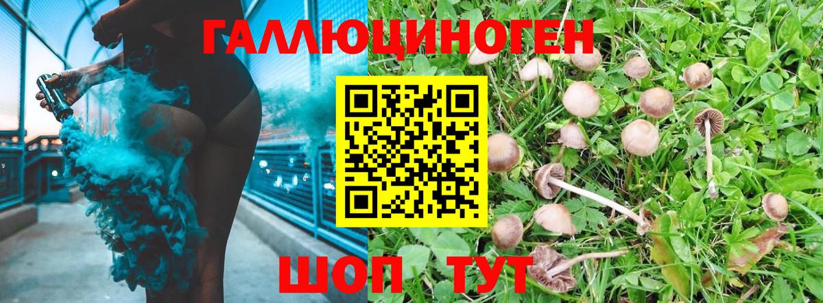 Псилоцибиновые грибы Psilocybine cubensis Губкин